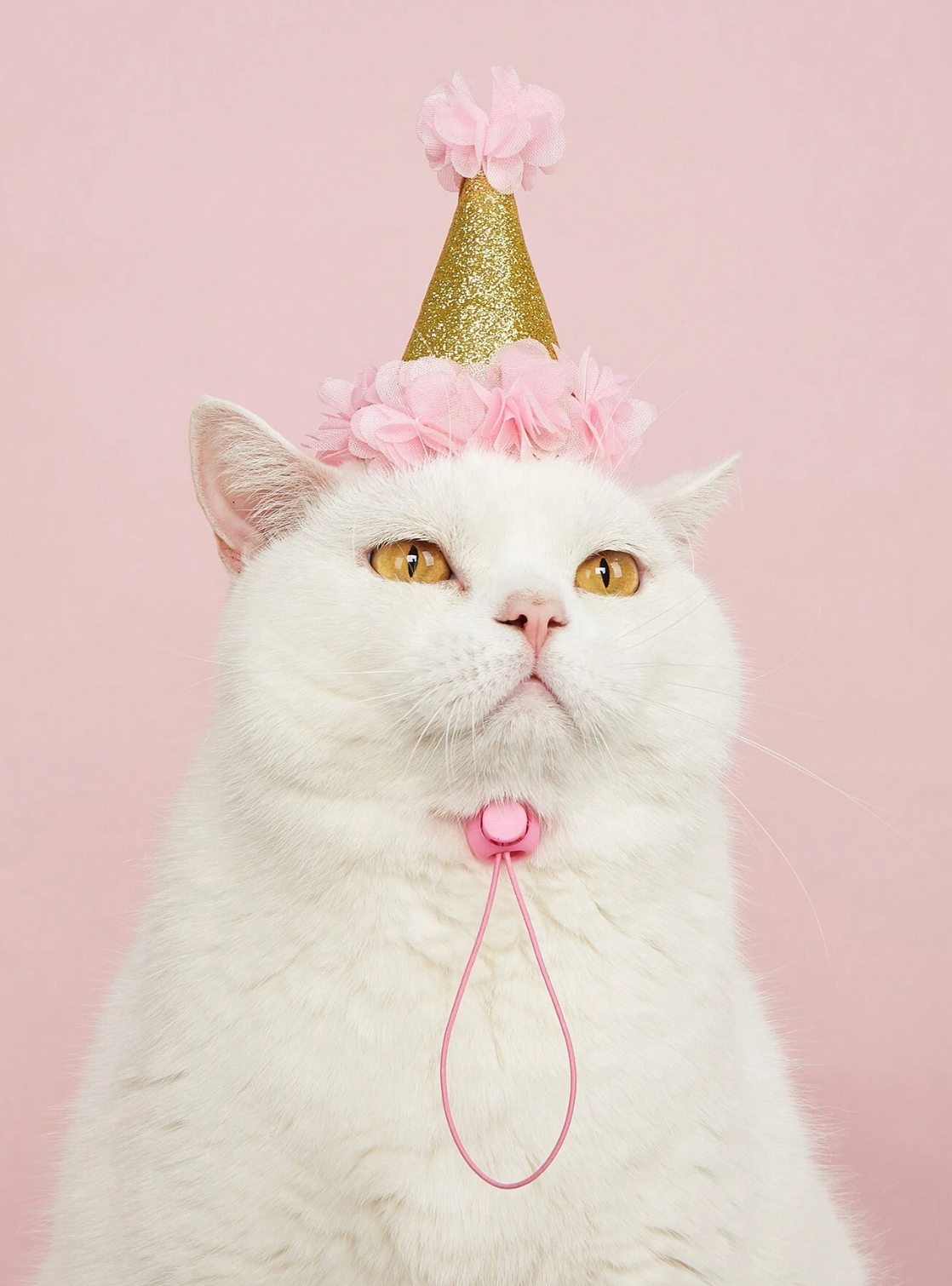 Bday Pawty