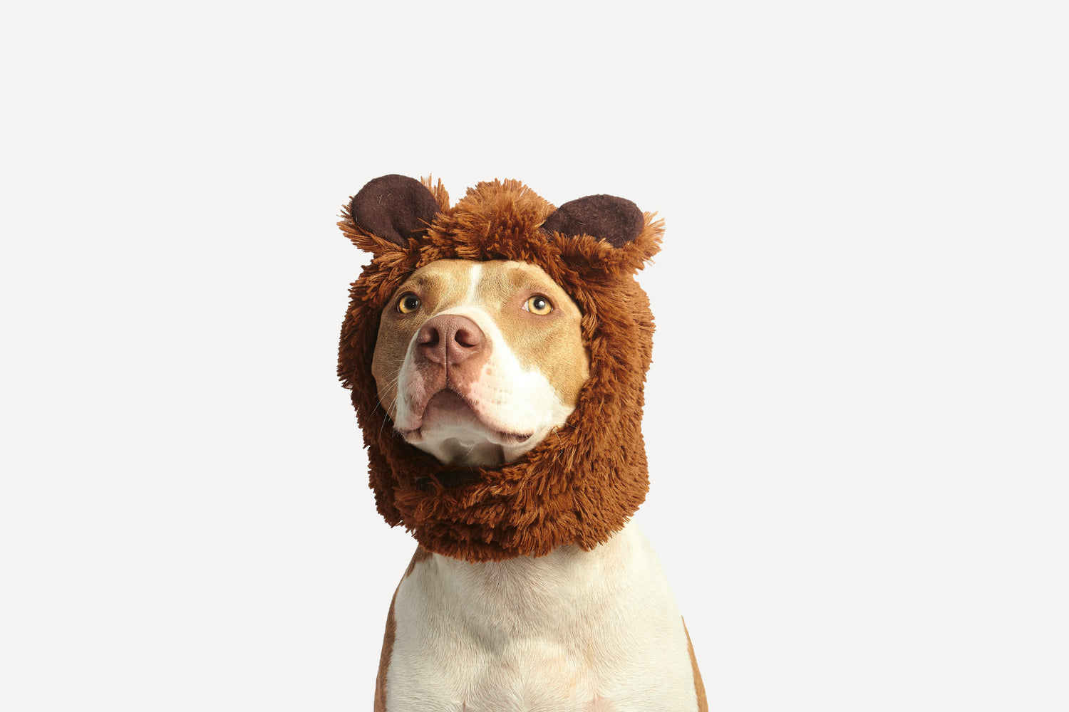 Perro