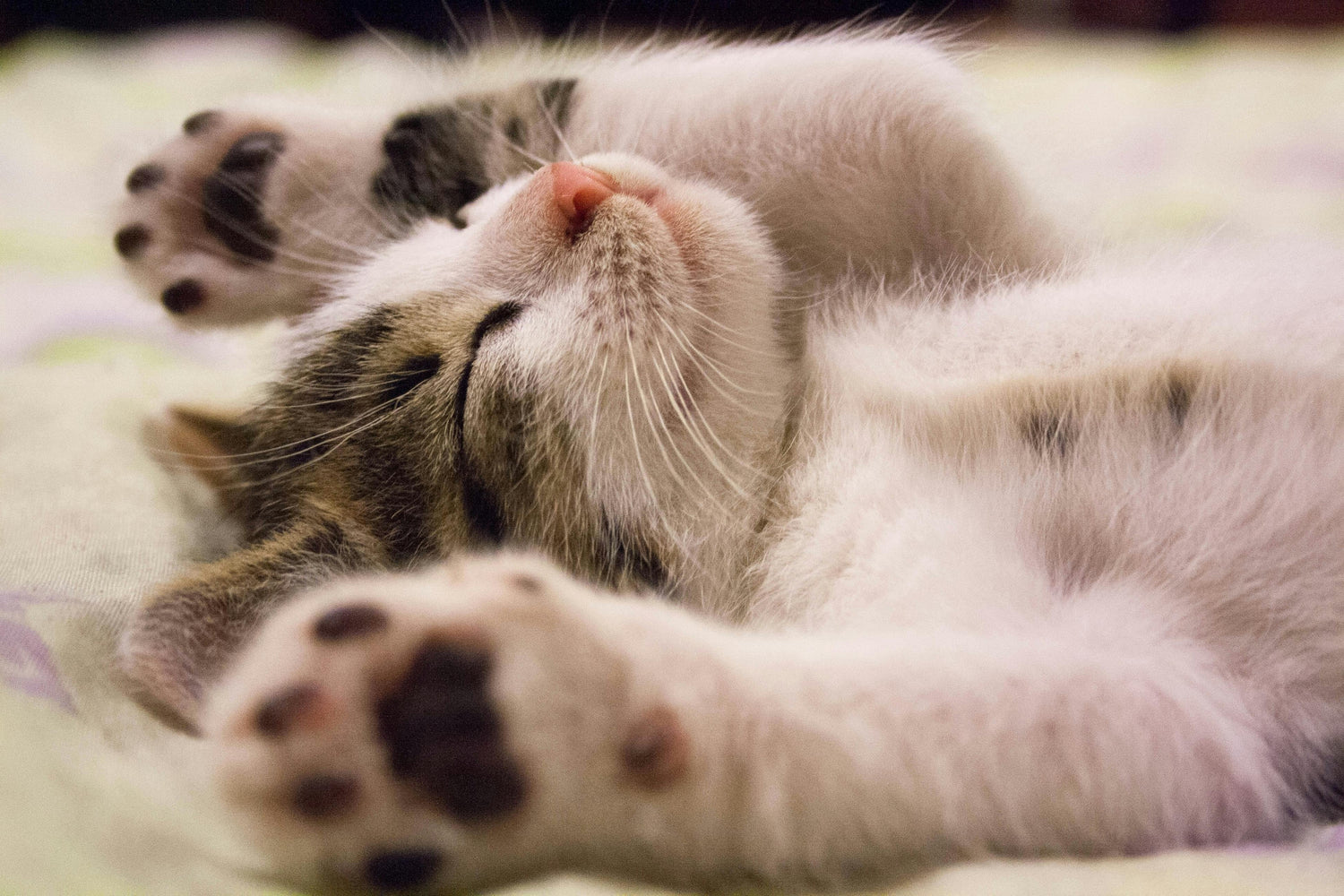 Gato